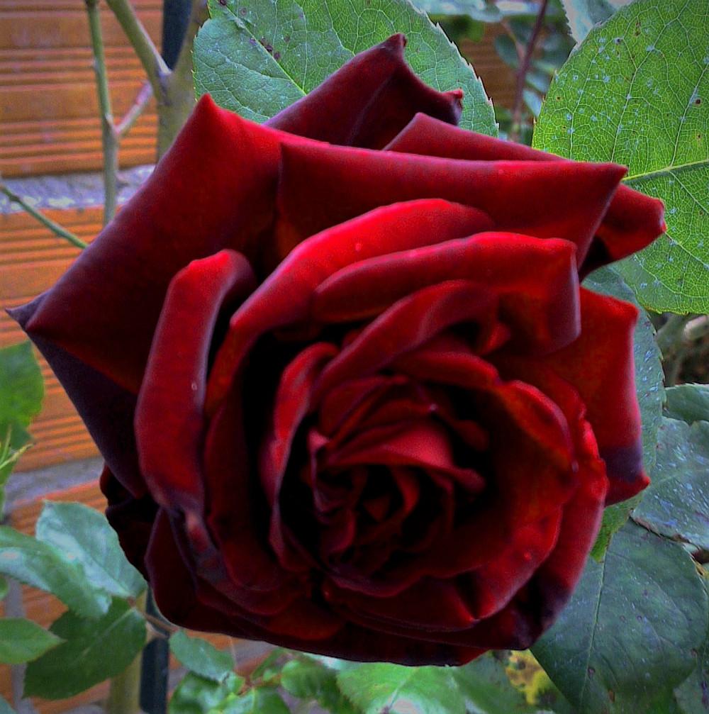Photo of Rose (Rosa 'Night') uploaded by manueldalmeida