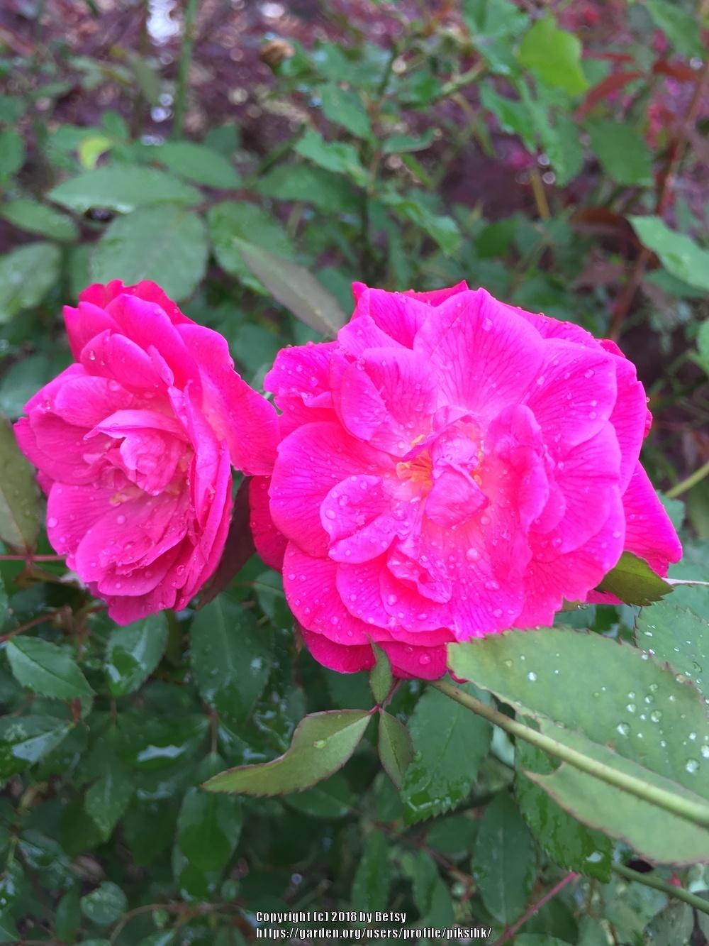 Photo of Rose (Rosa 'Vincent Godsiff') uploaded by piksihk