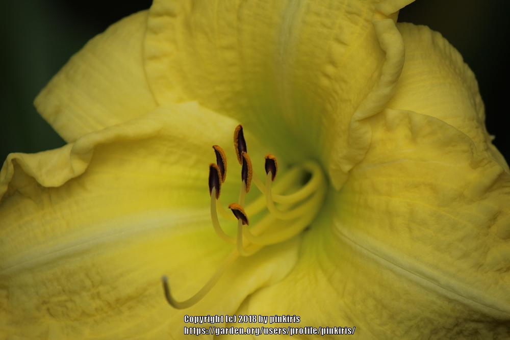 Photo of Daylily (Hemerocallis 'Green Flutter') uploaded by pinkiris