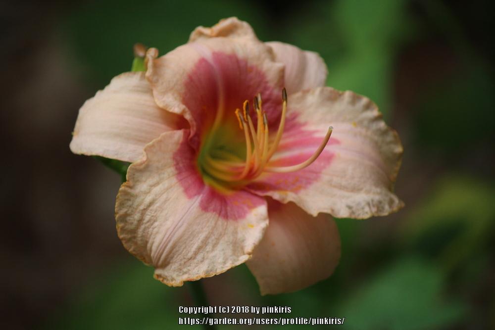 Photo of Daylily (Hemerocallis 'Exotic Candy') uploaded by pinkiris