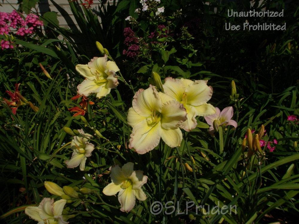 Photo of Daylily (Hemerocallis 'Beautiful Edgings') uploaded by DaylilySLP