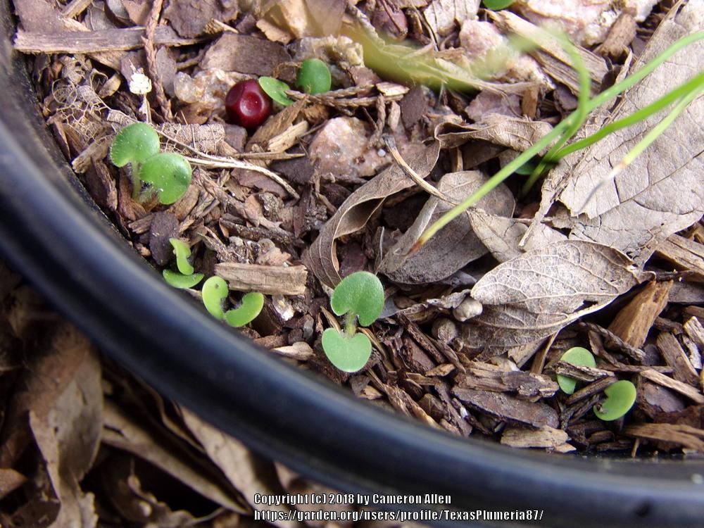 Photo of Wild Petunia (Ruellia humilis) uploaded by TexasPlumeria87