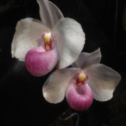 Location: Maryland Orchid Society Show and Sale
Date: 2018-03-09
