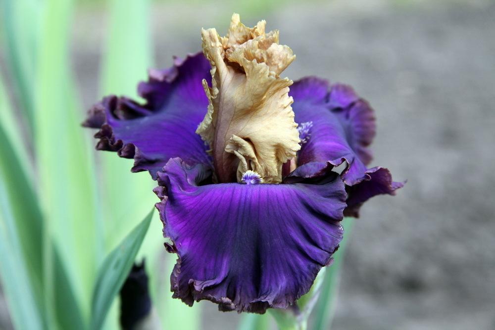 Photo of Tall Bearded Iris (Iris 'Deal or No Deal') uploaded by dimson67