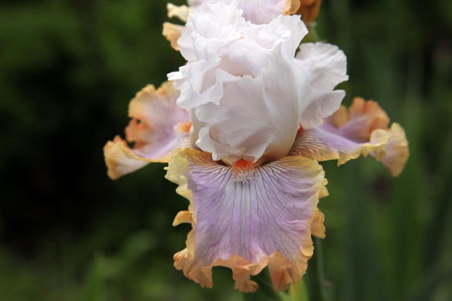 Photo of Tall Bearded Iris (Iris 'Blushing Clouds') uploaded by dimson67