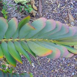 Location: Botanical Garden Maspalomas, Gran Canaria, Canary Islands, Spain
photo credit: H. Zell