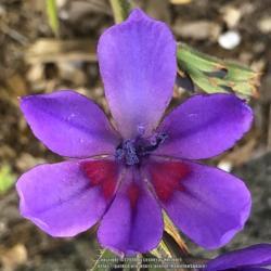 Location: Hamilton Square Garden, Historic City Cemetery, Sacramento CA.
Date: 2018-03-11
First flower I've seen of 'Midnight Strain'.