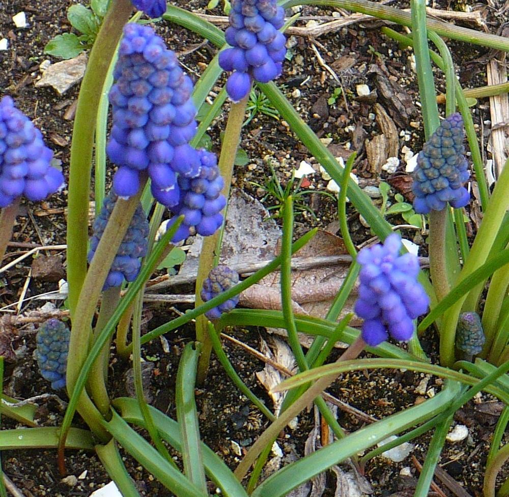 Photo of Grape Hyacinth (Muscari armeniacum) uploaded by HemNorth