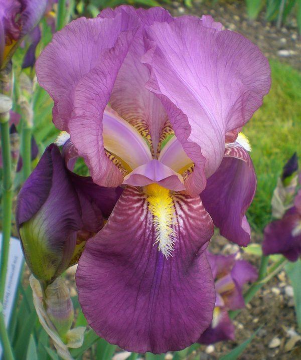 Photo of Tall Bearded Iris (Iris 'Evelyn Benson') uploaded by IrisP