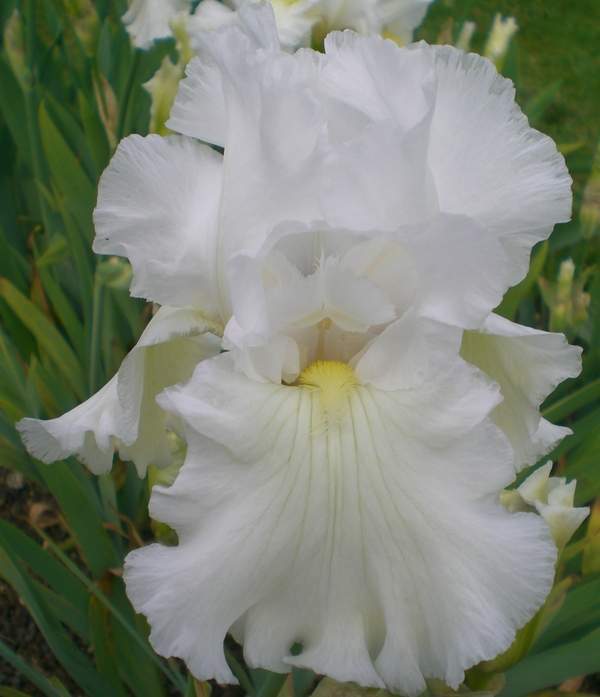 Photo of Tall Bearded Iris (Iris 'Ermine Robe') uploaded by IrisP