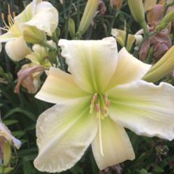 
Photo Courtesy of Clement Daylily Gardens.