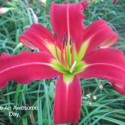 
Photo Courtesy of Clement Daylily Gardens.