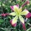 Photo Courtesy of Clement Daylily Gardens.