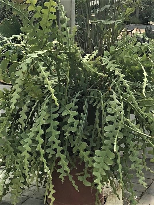 Photo of Zig-Zag Cactus (Selenicereus anthonyanus) uploaded by cristina211167