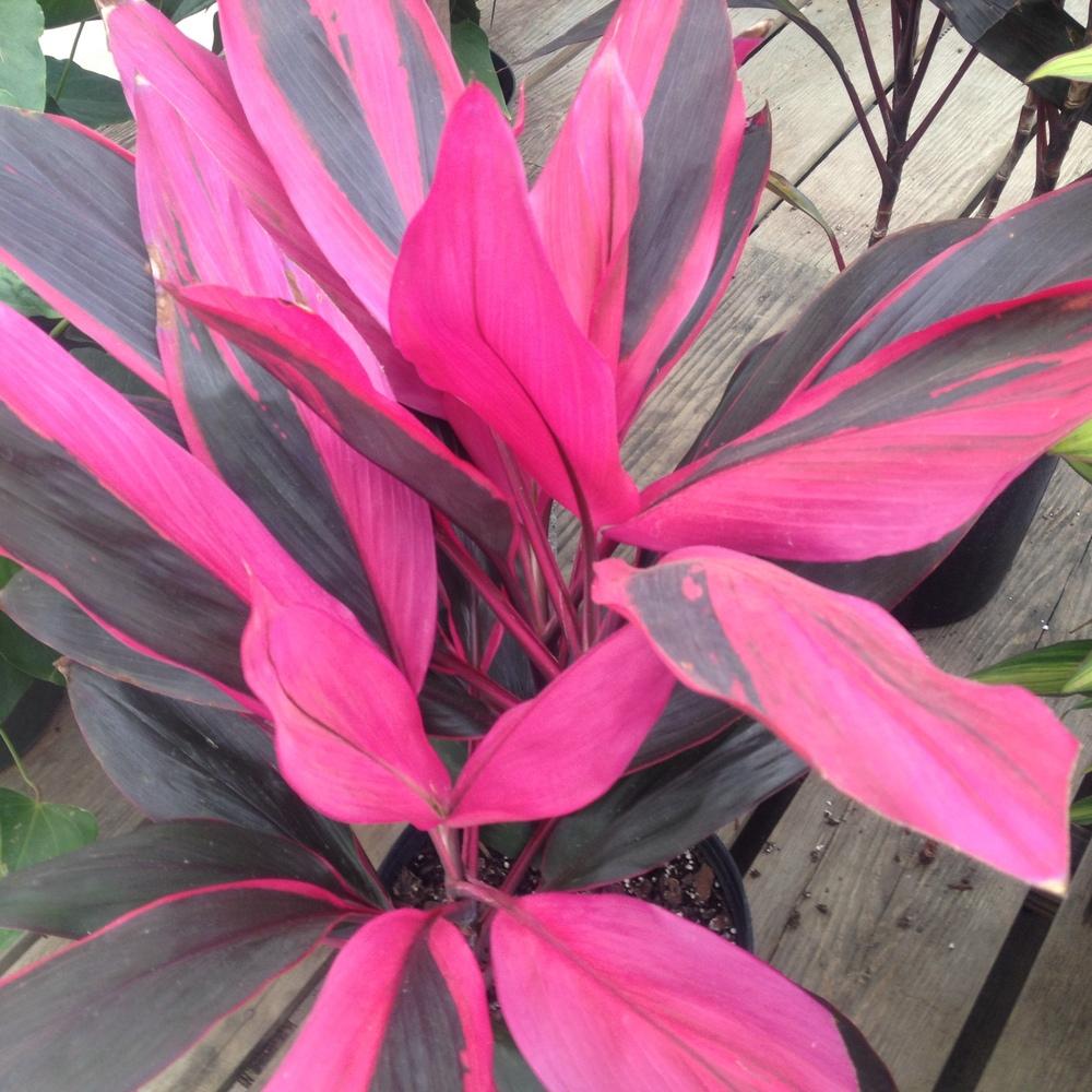 Photo of Ti Plant (Cordyline fruticosa 'Red Sister') uploaded by csandt