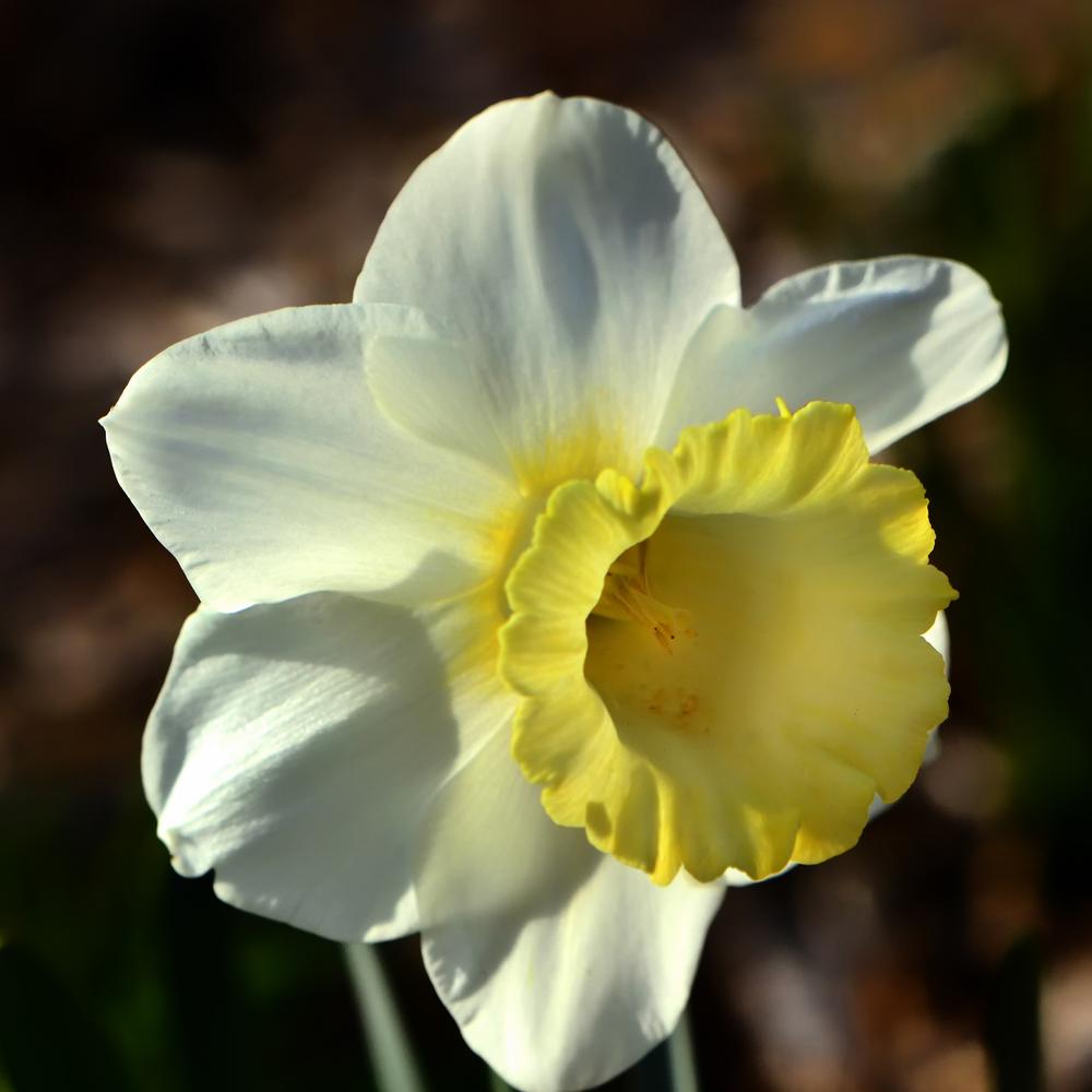 Photo of Trumpet Daffodil (Narcissus 'Las Vegas') uploaded by dawiz1753