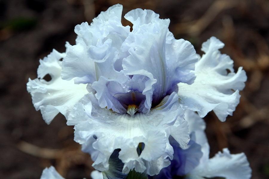 Photo of Tall Bearded Iris (Iris 'Natural Grace') uploaded by dimson67