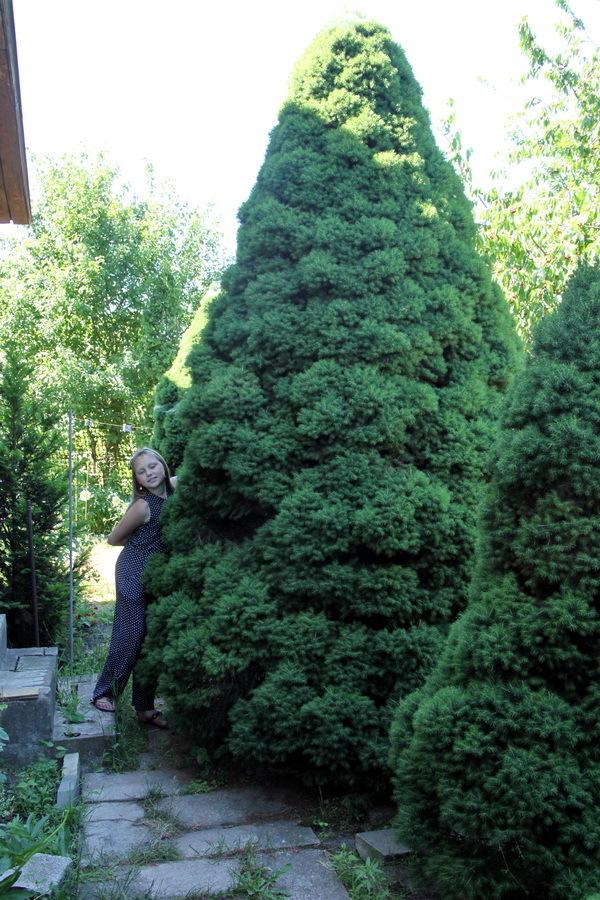 Photo of Dwarf Alberta Spruce (Picea glauca var. albertiana 'Conica') uploaded by dimson67