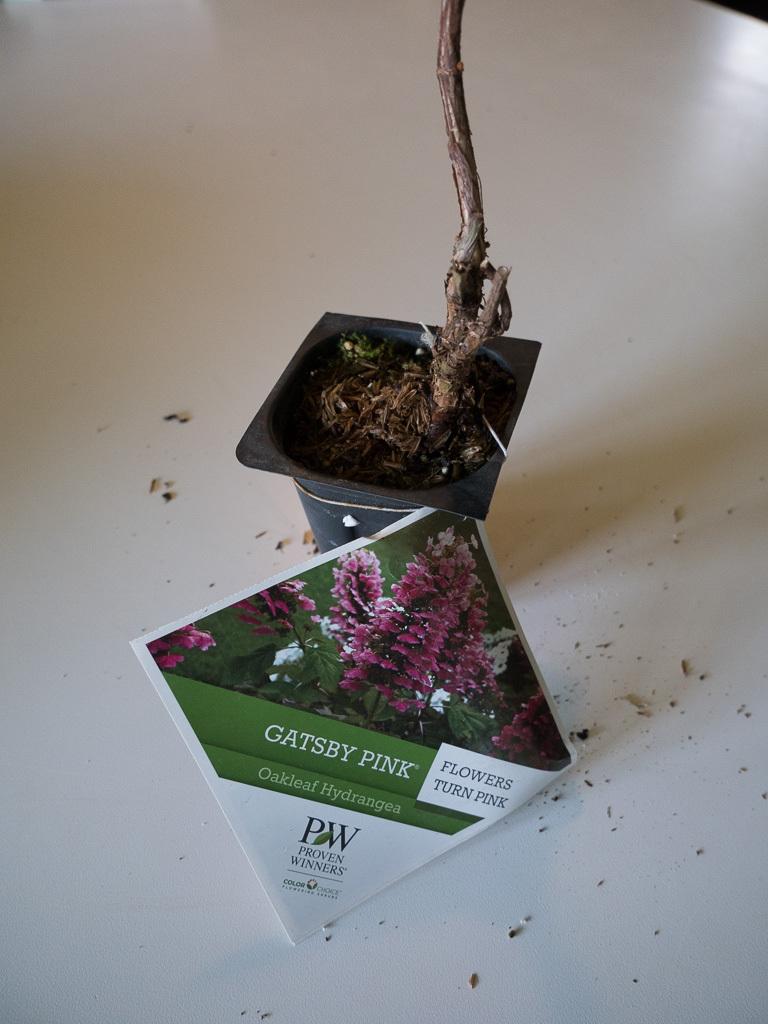 Photo of Oakleaf Hydrangea (Hydrangea quercifolia Gatsby Pink®) uploaded by frankrichards16