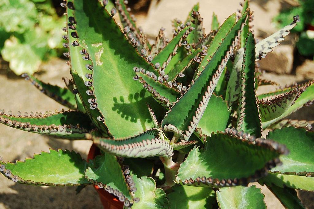 Photo of Mother of Thousands (Kalanchoe daigremontiana) uploaded by longk