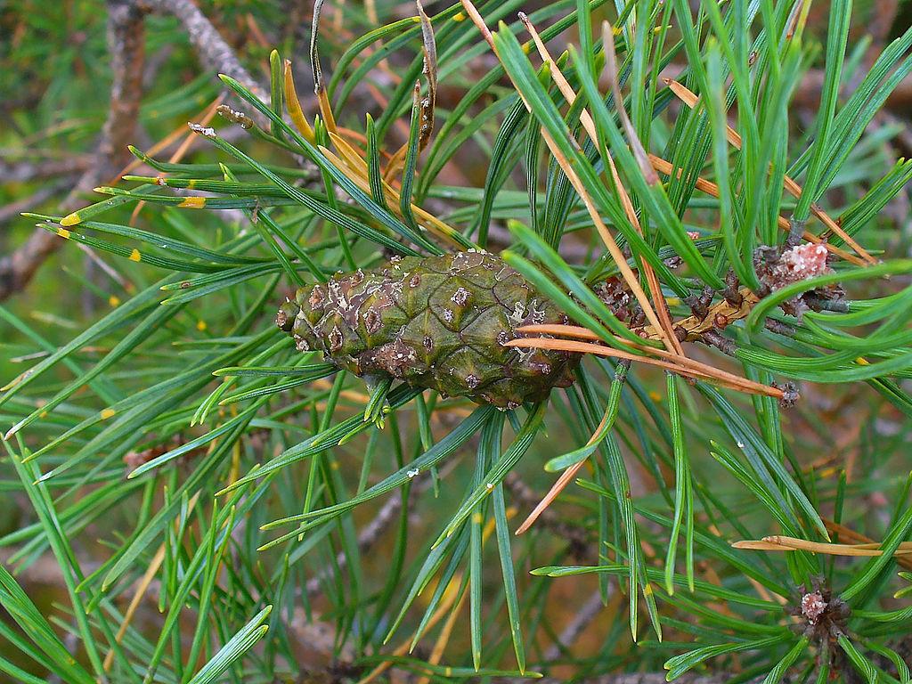 Photo of Scots Pine (Pinus sylvestris) uploaded by robertduval14