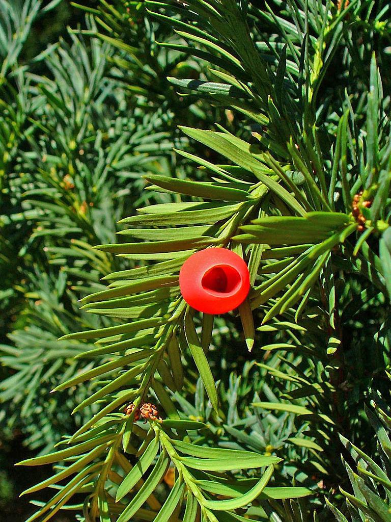 Photo of Common Yew (Taxus baccata) uploaded by robertduval14