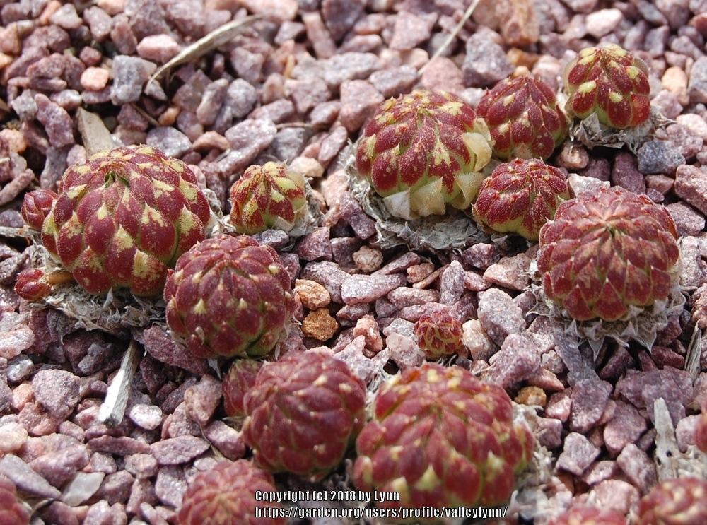 Photo of Rollers (Sempervivum globiferum subsp. allionii 'from Aione') uploaded by valleylynn