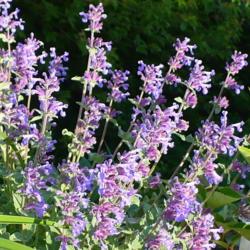 Location: Nora's Garden - Castlegar, B.C.
Date: 2016-04-30
A long blooming, lavender blue colour of Catmint.