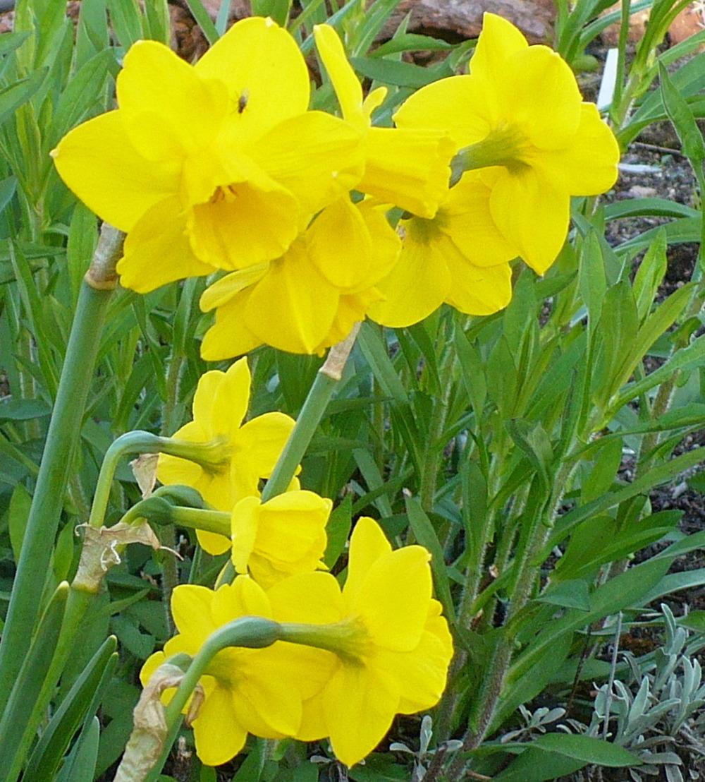 Photo of Jonquilla Daffodil (Narcissus 'Quail') uploaded by HemNorth