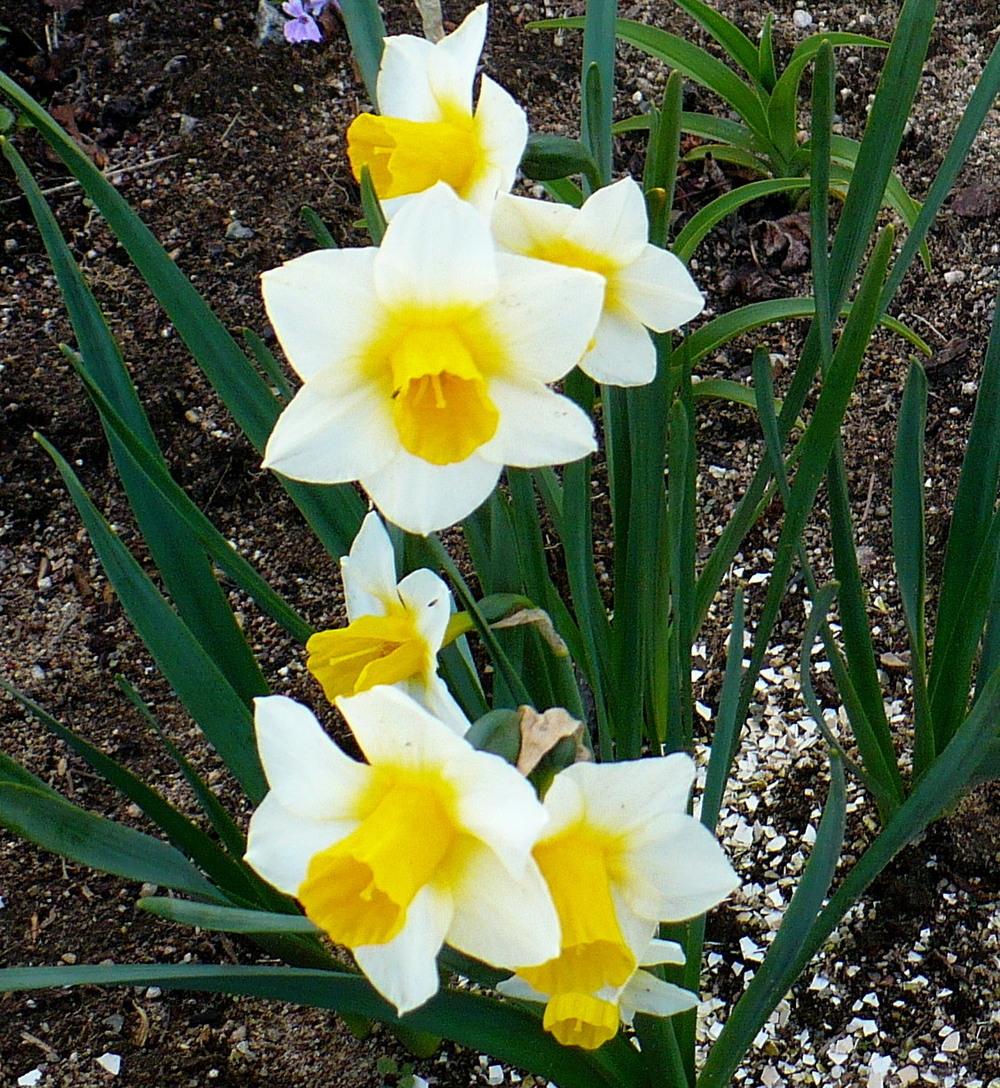 Photo of Jonquilla Daffodil (Narcissus 'Golden Echo') uploaded by HemNorth