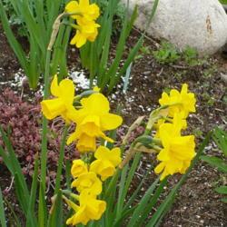 Location: Nora's Garden - Castlegar, B.C.
Date: 2017-05-11
 - Two blooms on most stalks.