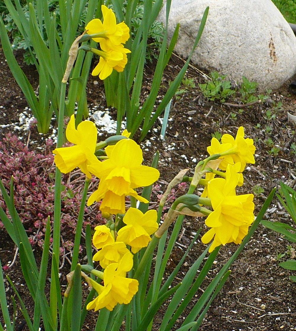 Photo of Jonquilla Daffodil (Narcissus 'Quail') uploaded by HemNorth