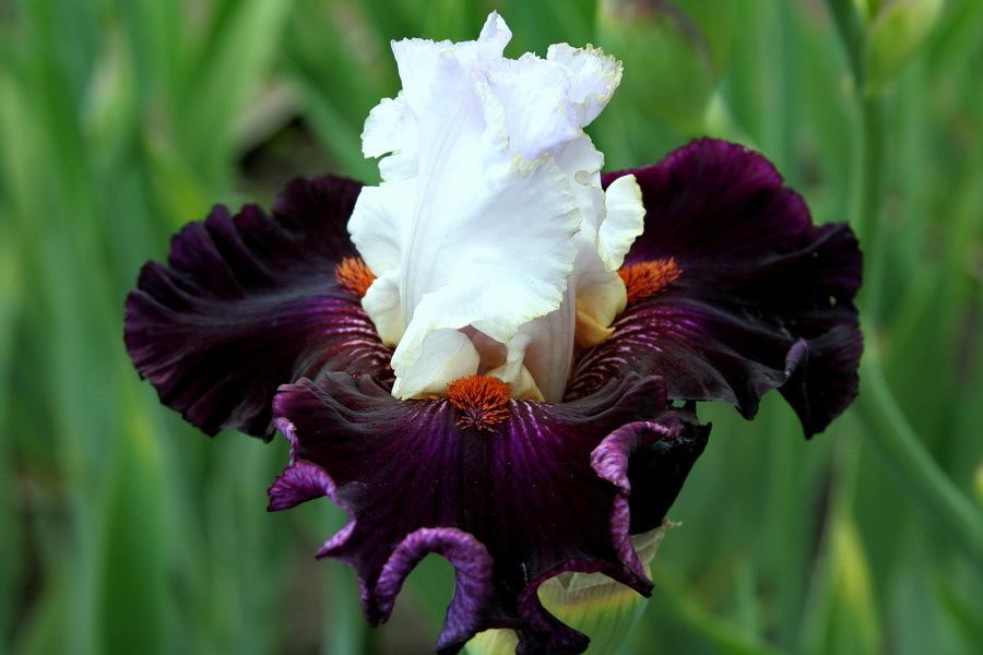 Photo of Tall Bearded Iris (Iris 'Starring') uploaded by dimson67
