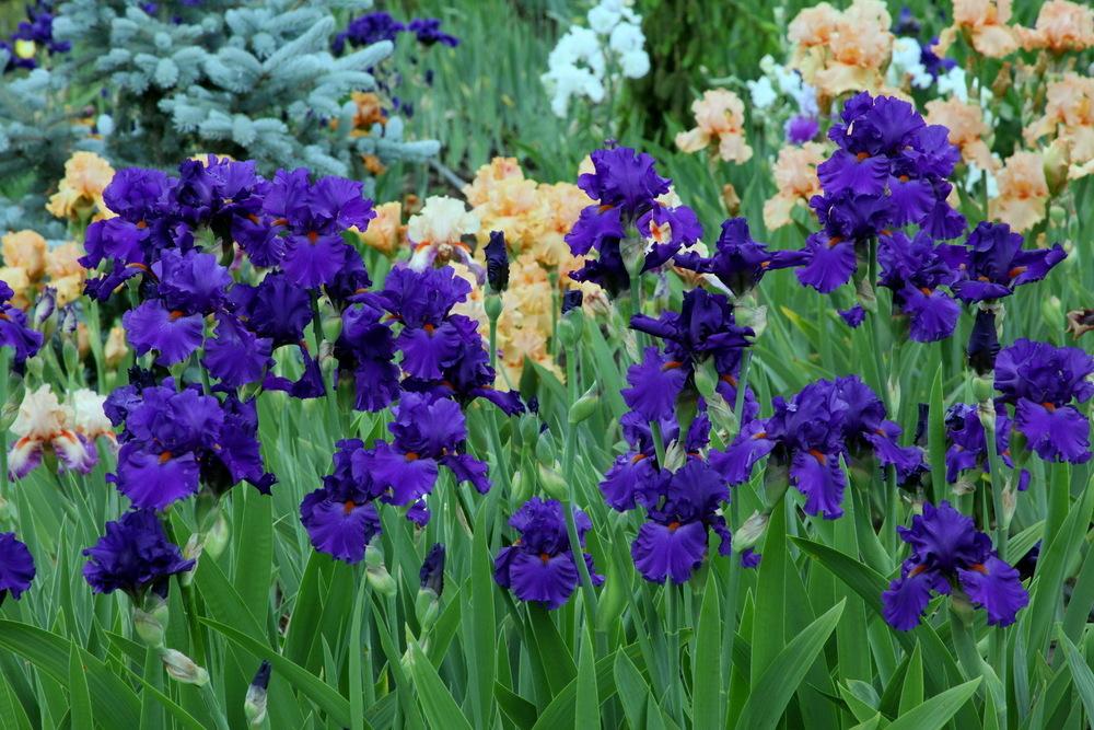 Photo of Tall Bearded Iris (Iris 'Paul Black') uploaded by dimson67