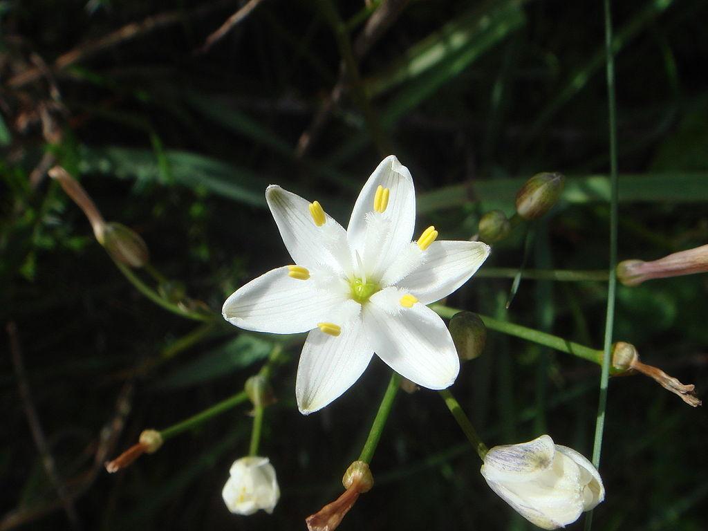 Photo of Kerry Lily (Simethis mattiazzii) uploaded by eclayne