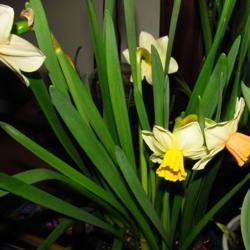 Location: central Illinois
Date: 2018-03-12
Pic shows the daffodil cup's color progression. Opens  yellow, th