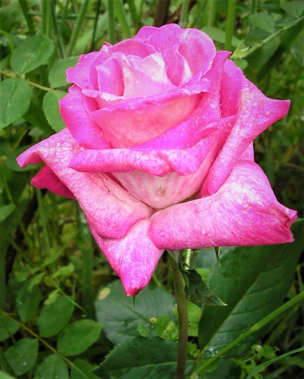 Photo of Rose (Rosa 'Princesse de Monaco') uploaded by manueldalmeida