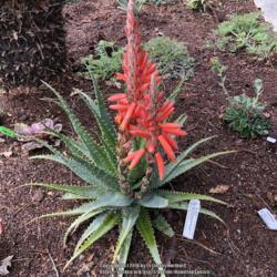 Location: Hamilton Square Garden, Historic City Cemetery, Sacramento CA.
Date: 2018-03-14
Gold Tooth Aloe (Aloe x spinosissima) UCD Arboretum purchase in 2
