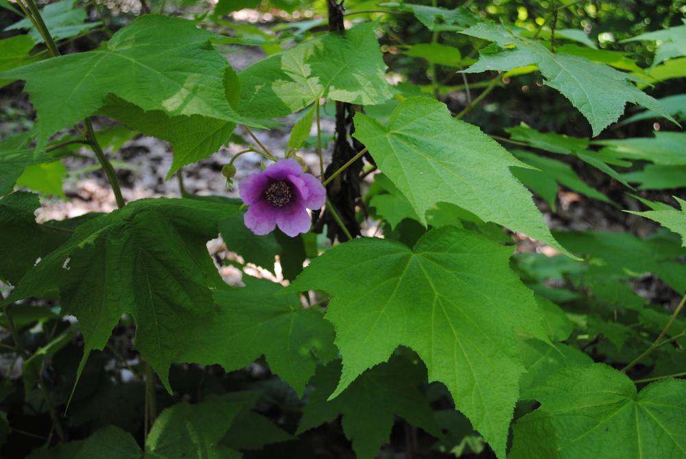 Photo of Purple-flowering raspberry (Rubus odoratus) uploaded by ILPARW