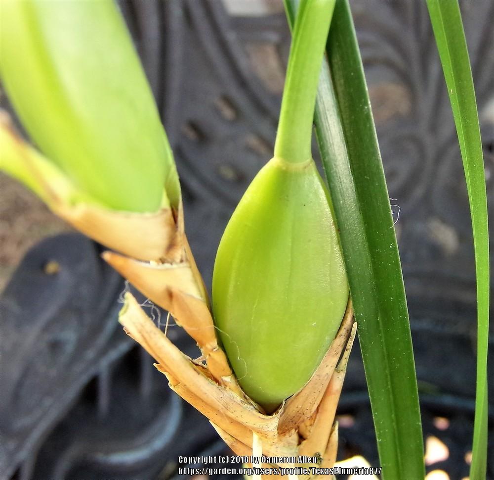 Photo of Coconut Orchid (Maxillaria tenuifolia) uploaded by TexasPlumeria87