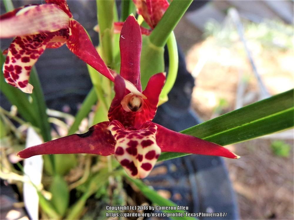 Photo of Coconut Orchid (Maxillaria tenuifolia) uploaded by TexasPlumeria87