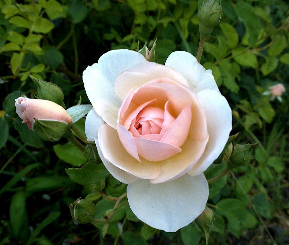 Photo of Rose (Rosa 'Heritage') uploaded by manueldalmeida