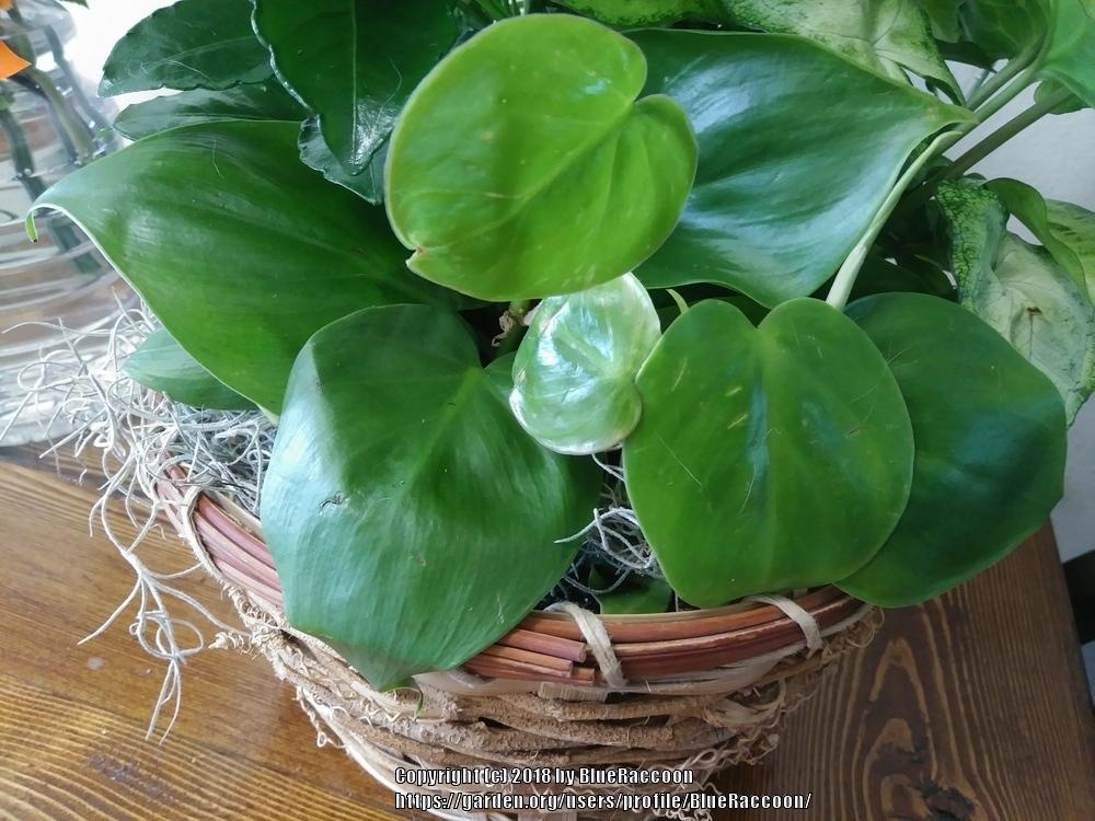 Photo of Heart Leaf Philodendron (Philodendron hederaceum var. oxycardium) uploaded by BlueRaccoon