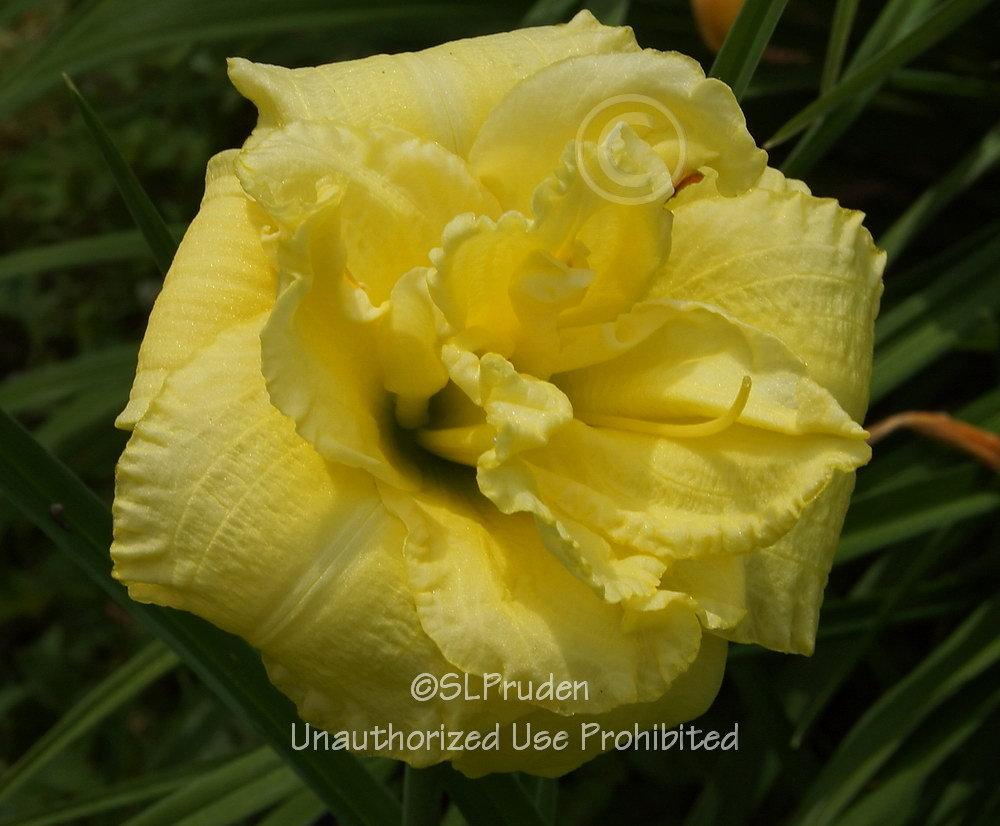 Photo of Daylily (Hemerocallis 'Cabbage Flower') uploaded by DaylilySLP