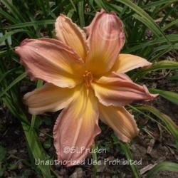 Location: Private Daylily Garden, MI
Date: 2010-07-15
Poly Bloom