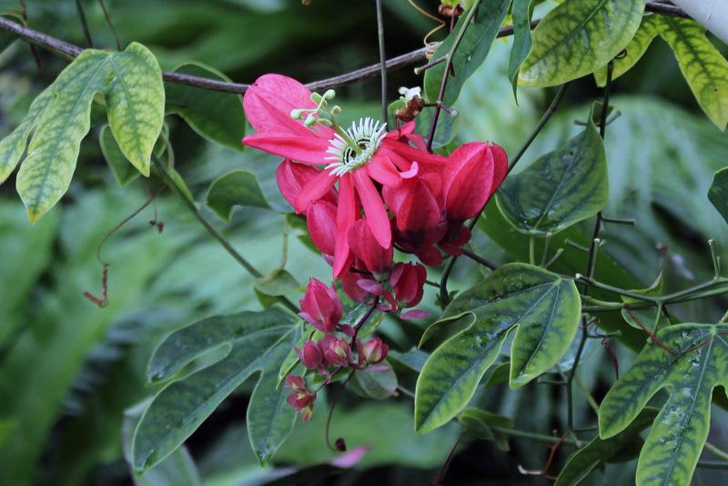 Photo of Passion Flower (Passiflora racemosa) uploaded by RuuddeBlock