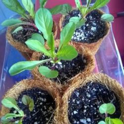 Location: Coastal San Diego County 
Date: 2018-03-15
Seeds obtained from Burpee, 100% germination rate.