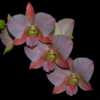 Orchid - Dendrobium Sirin Beauty 001