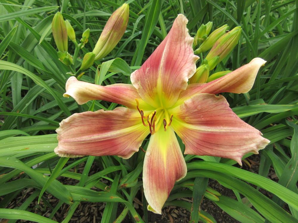 Photo of Daylily (Hemerocallis 'Incense and Peppermints') uploaded by spiderjoe