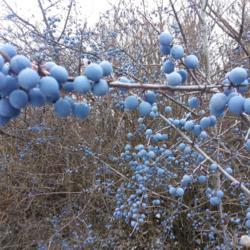 Location: Pullman, WA
Date: 2018-01-04
These small trees have beautiful powder blue fruits. Gorgeous!